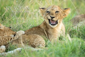 African lion cub, Vumbura Plains, Botswana