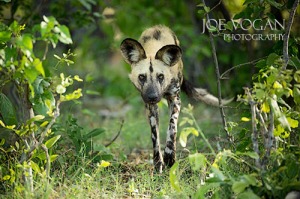 Wild Dogs, Linyanti area, Botswana